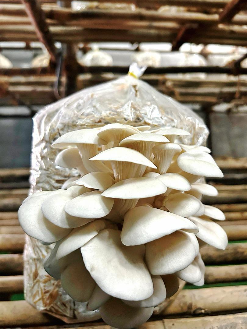 Fresh Organic Mushrooms